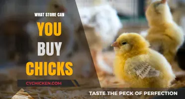 Where to Buy Chicks: Top Stores for Healthy Baby Poultry