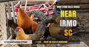 Where to Buy Chicks Near Irmo, SC: Local Stores Guide