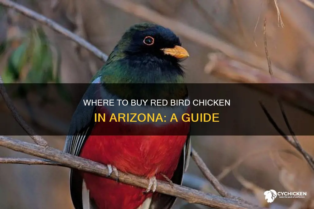 what stores can you buy red bird chicken in arizona