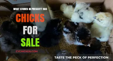 Where to Find Chicks for Sale in Prescott: A Comprehensive Guide