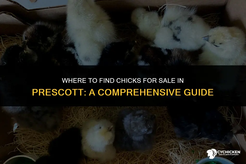 what stores in prescott has chicks for sale