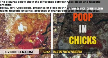 Cocci Strain: Bloody Poop in Chicks