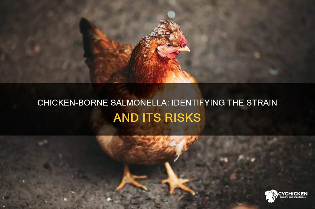 what strain of salmonella is carried via chicken