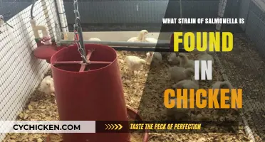 Identifying Salmonella Strains Commonly Found in Chicken: A Comprehensive Guide