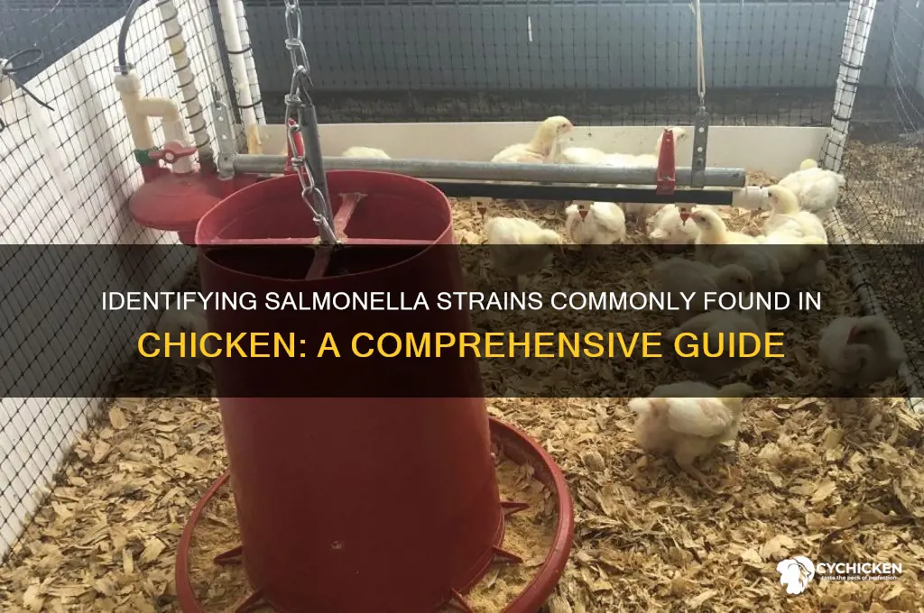 what strain of salmonella is found in chicken