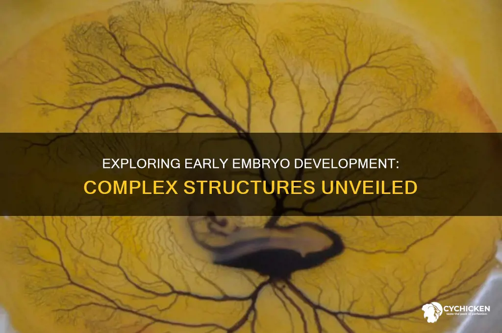 what structures are found in the 72 hour chick embryo