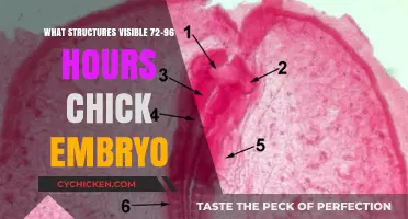 Visible Structures in 72-96 Hour Chick Embryo Development Explained