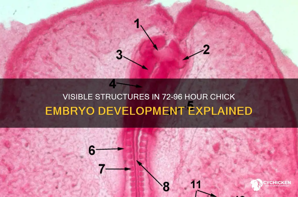 what structures visible 72-96 hours chick embryo