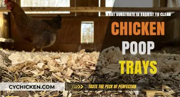 Best Substrate for Easy Chicken Poop Tray Cleaning
