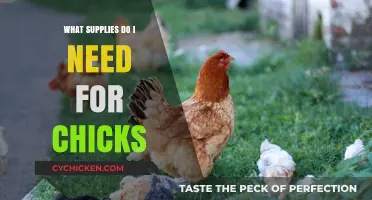 Essential Supplies for Raising Happy, Healthy Chicks: A Beginner's Guide