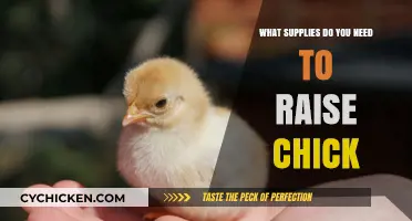 Essential Supplies for Raising Healthy Chicks: A Beginner's Guide