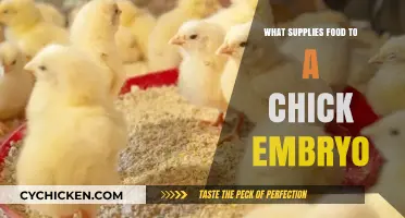 Nourishing Life: Understanding the Chick Embryo's Essential Food Supply
