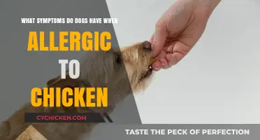 Dog Chicken Allergies: Signs and Symptoms to Watch Out For