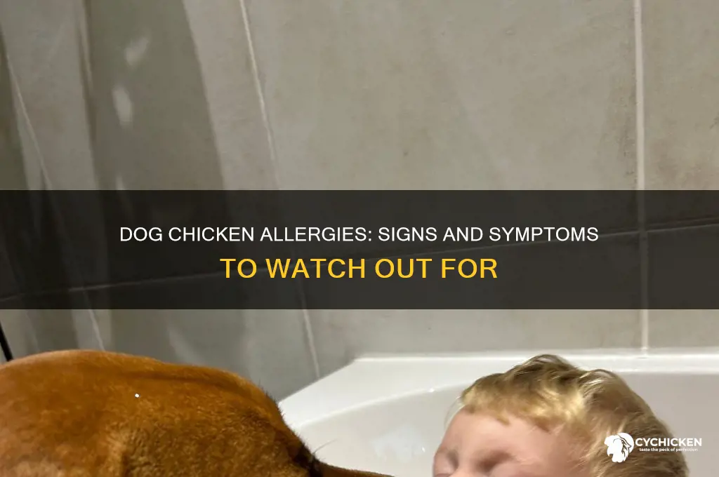 what symptoms do dogs have when allergic to chicken