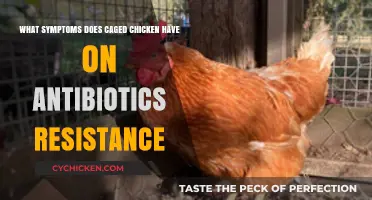 Chicken Antibiotics: Symptoms of Resistance in Caged Birds