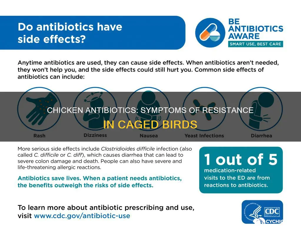 what symptoms does caged chicken have on antibiotics resistance