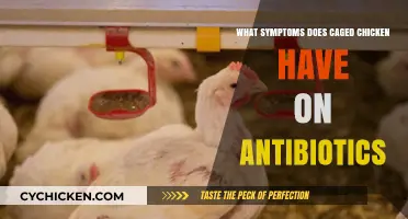 Antibiotic Use in Caged Chickens: Symptoms and Health Impacts