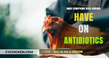 Antibiotic Use in Chickens: Recognizing Symptoms and Side Effects