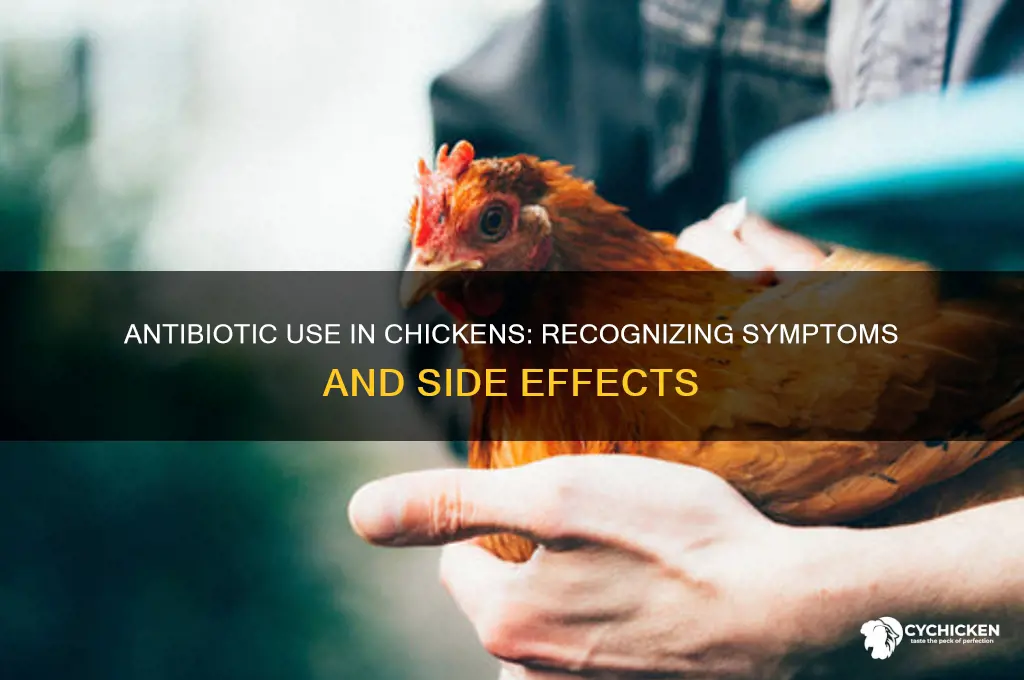 what symptoms does chicken have on antibiotics