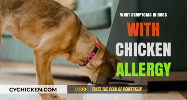 Recognizing Chicken Allergy Symptoms in Dogs: Signs and Solutions