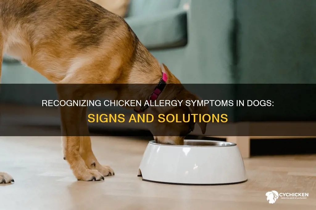 what symptoms in dogs with chicken allergy