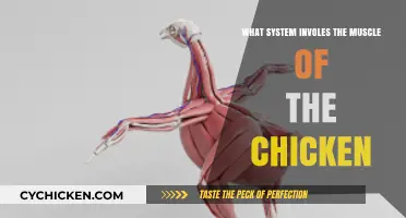 Understanding the Muscular System of Chickens: Anatomy and Function