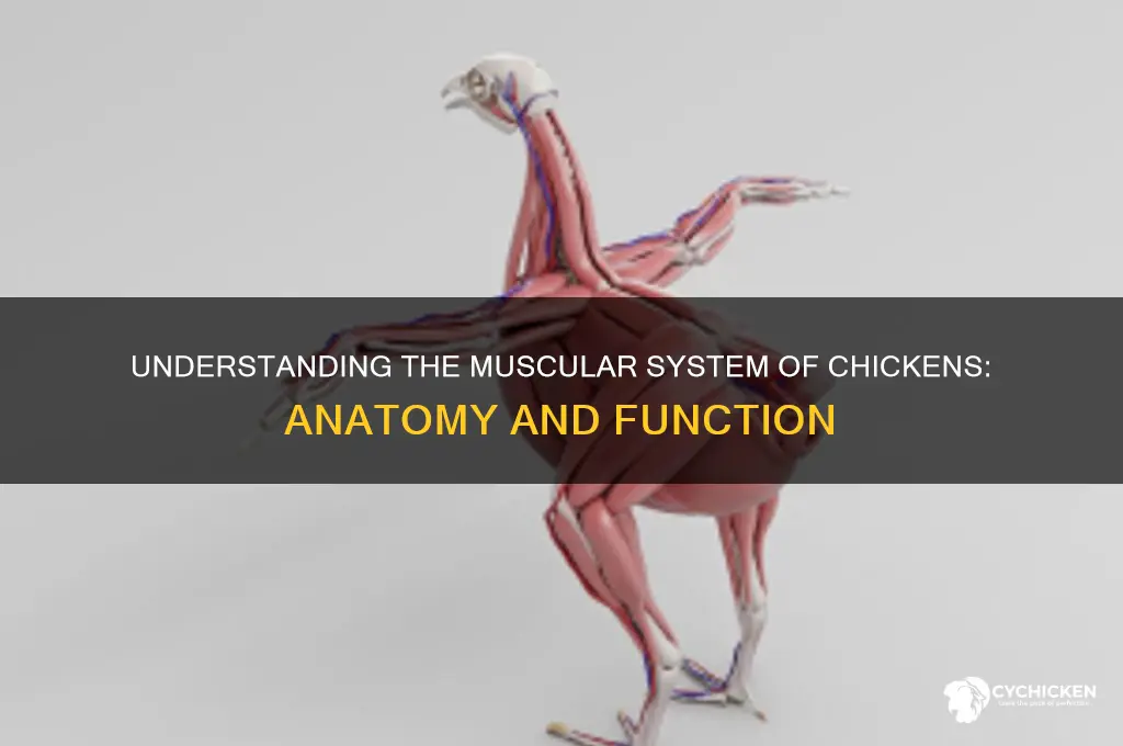 what system involes the muscle of the chicken