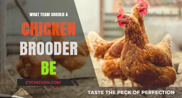 Ideal Team Composition for Efficient Chicken Brooder Management