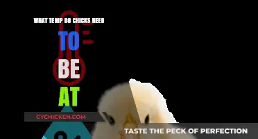 Optimal Brooding Temperature for Day-Old Chicks: A Complete Guide