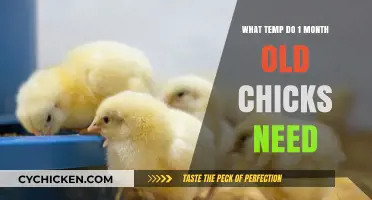 Optimal Brooder Temperature for 1-Month-Old Chicks: A Guide