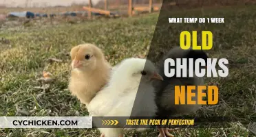 Optimal Brooder Temperature for 1-Week-Old Chicks: A Complete Guide