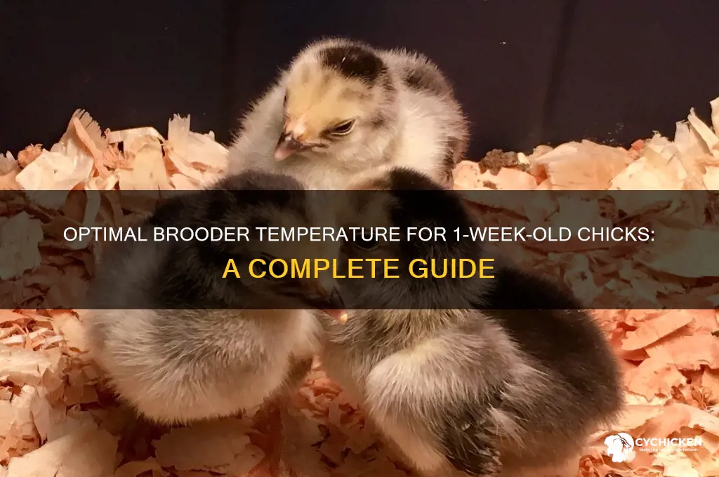 what temp do 1 week old chicks need