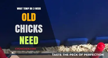 Ideal Brooder Temperature for 3-Week-Old Chicks: A Complete Guide