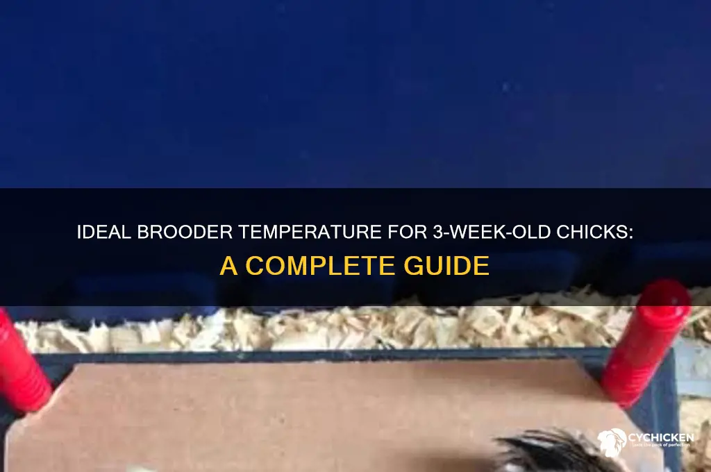 what temp do 3 week old chicks need
