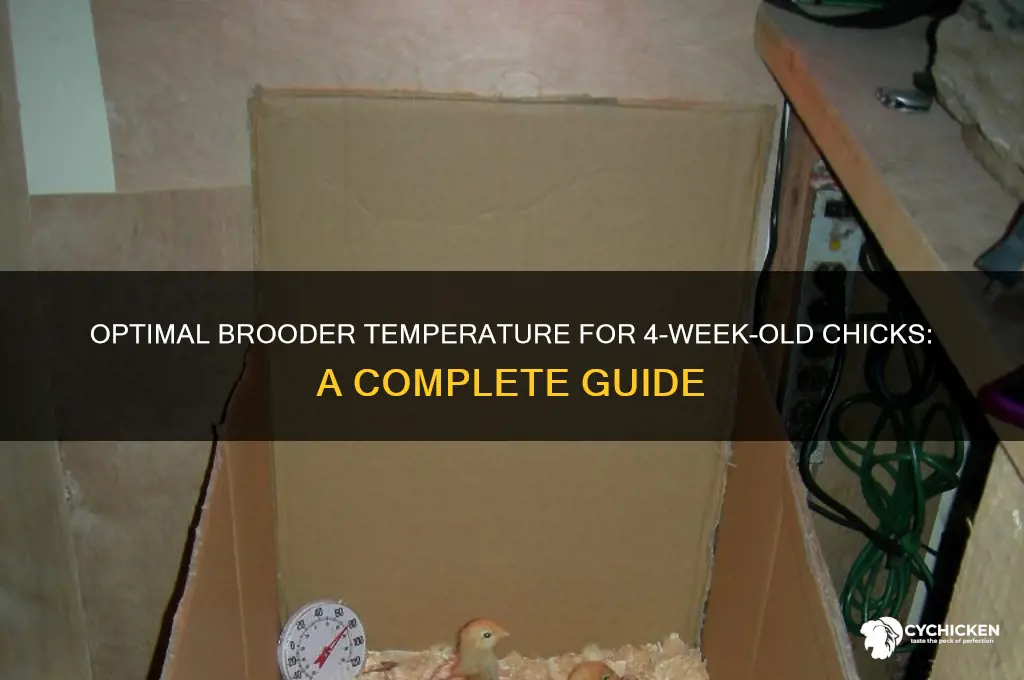 what temp do 4 week old chicks need
