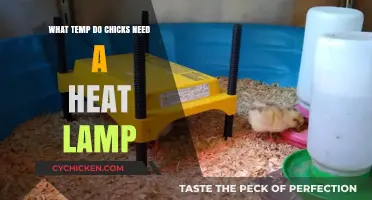 Optimal Brooder Temperature: When Chicks Need a Heat Lamp Guide
