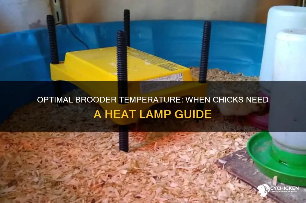 what temp do chicks need a heat lamp