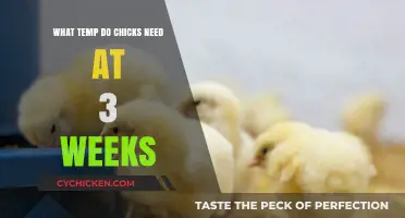 Optimal Brooder Temperature for 3-Week-Old Chicks: A Complete Guide