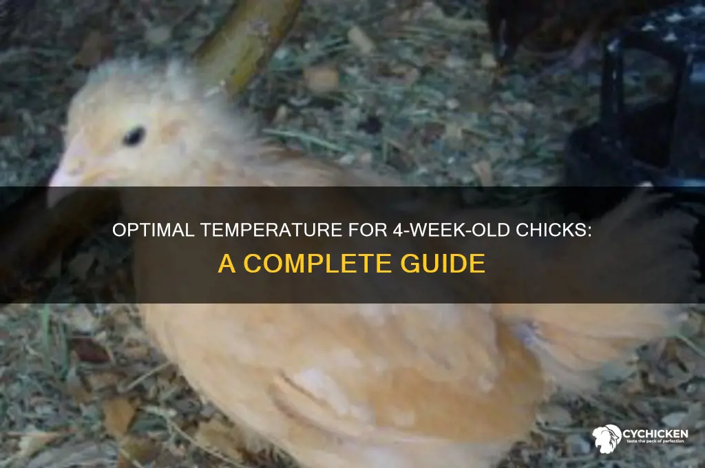 what temp do chicks need at 4 weeks