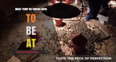 Optimal Brooder Temperature for Healthy and Happy Baby Chicks