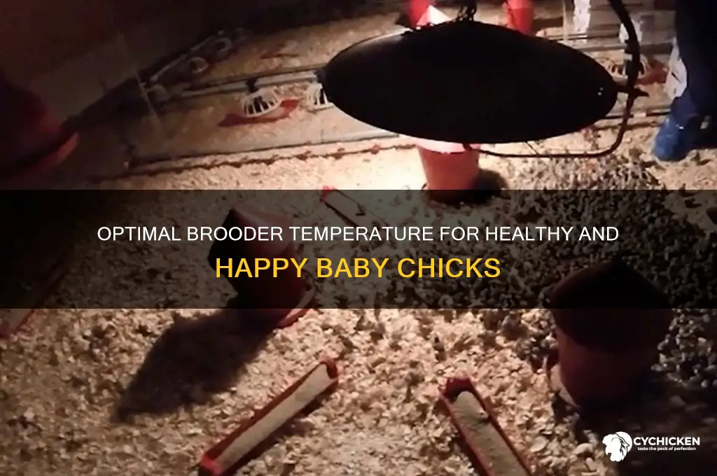 what temp do chicks need to be at