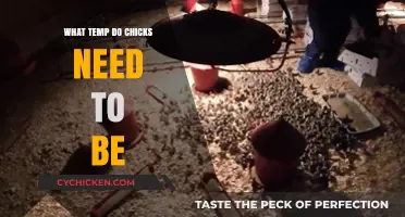Optimal Brooder Temperature for Healthy and Happy Baby Chicks