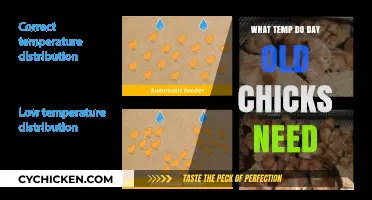 Optimal Brooder Temperature for Day-Old Chicks: A Complete Guide