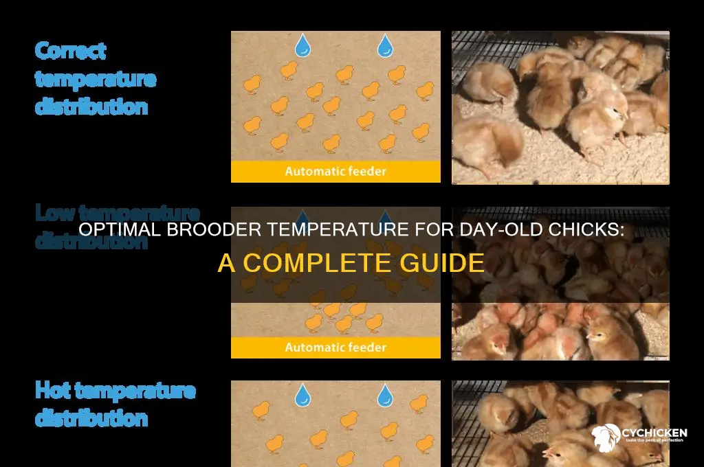 what temp do day old chicks need