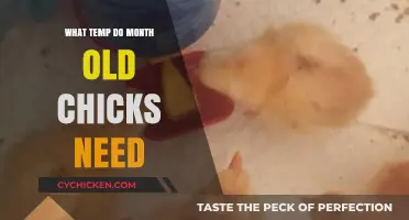 Optimal Brooder Temperature for Month-Old Chicks: Essential Care Guide