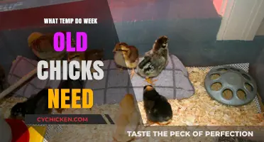 Ideal Brooder Temperature for Week-Old Chicks: A Complete Guide
