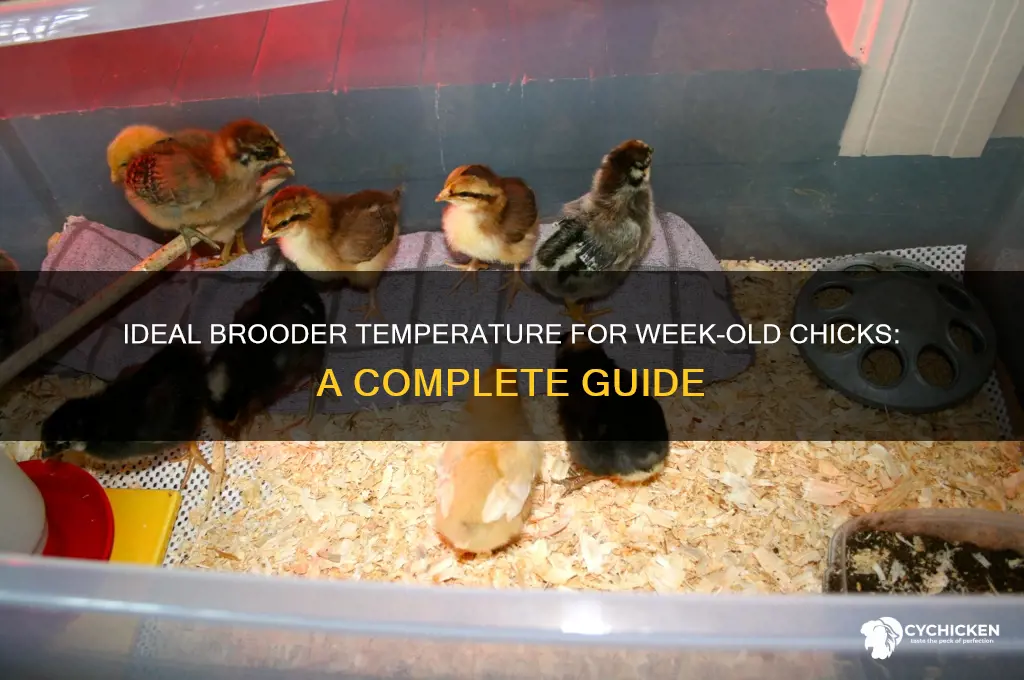 what temp do week old chicks need