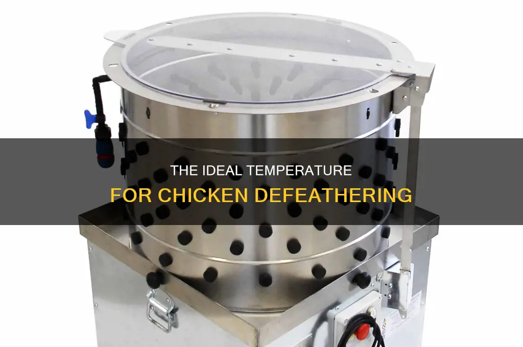 what temp do you hear water to defeather a chicken