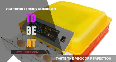 Incubator Temperature for Healthy Chick Development
