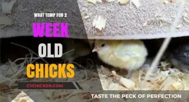 Ideal Brooder Temperature Guide for 2-Week-Old Chicks